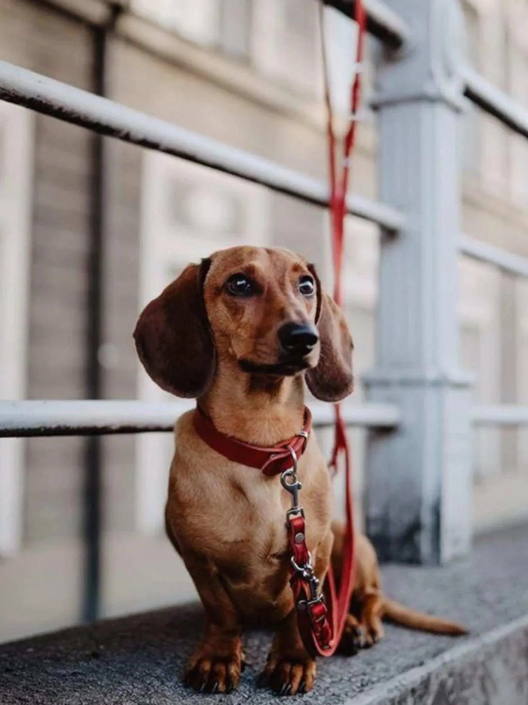 [CHILI RED] BUTTER LEATHER ADJUSTABLE DOG LEASH