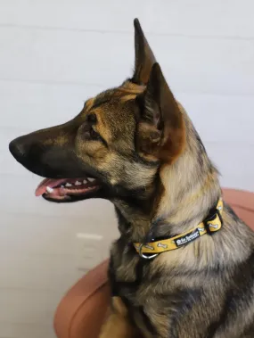 Dog Bone Black & Yellow Comfy, Adjustable Cute Dog Collar