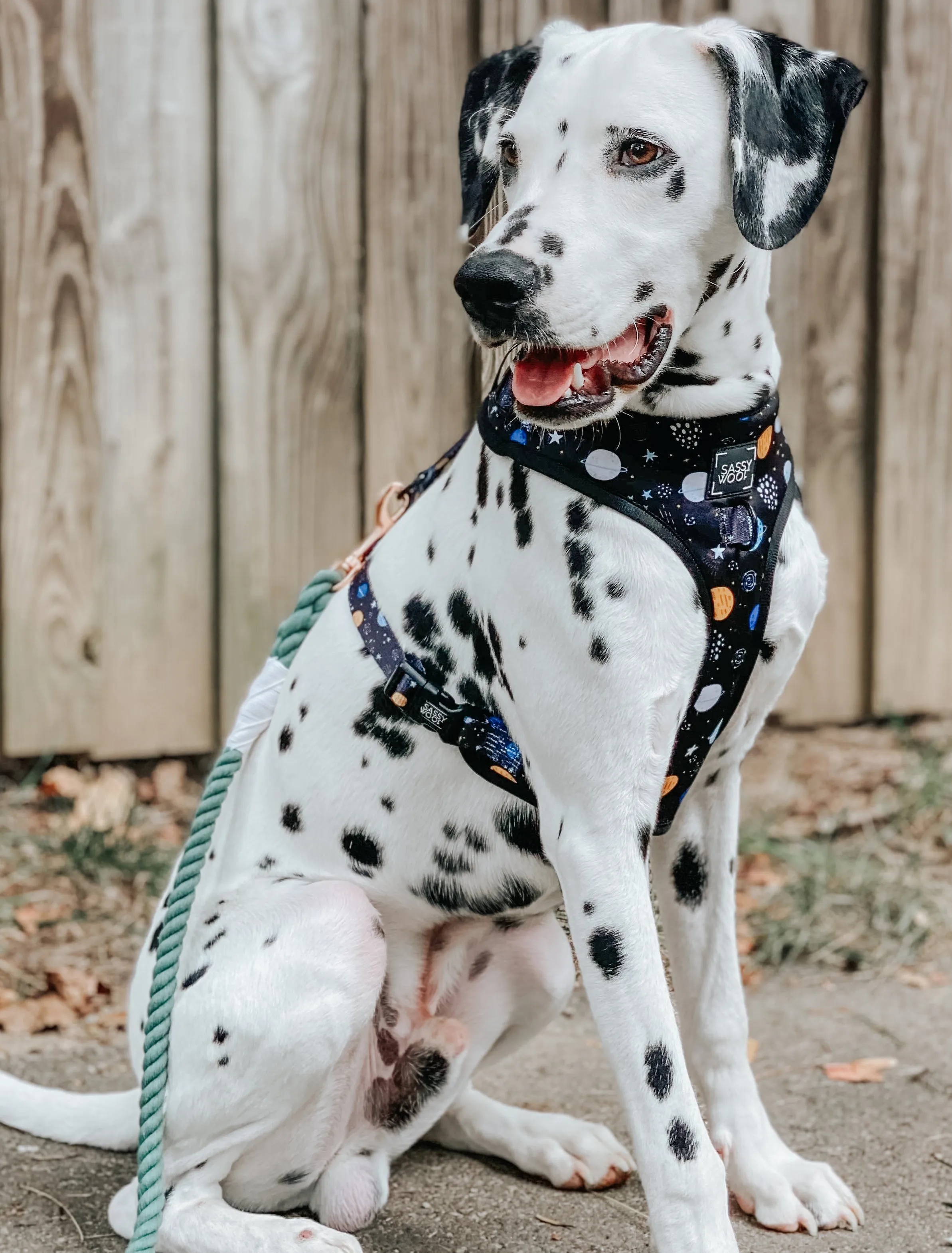 Dog Rope Leash - Amazon