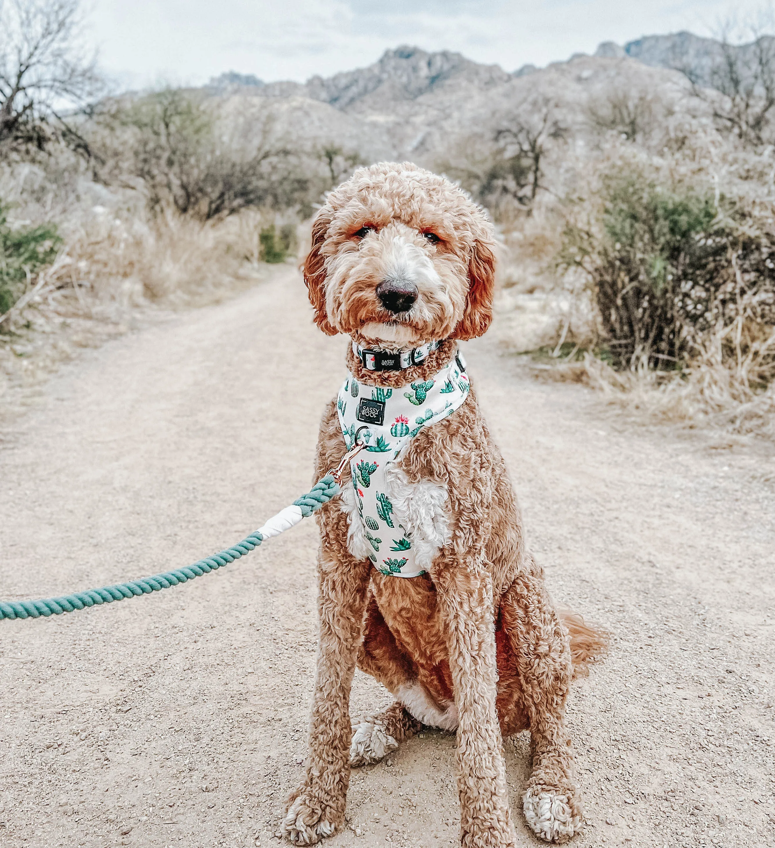 Dog Rope Leash - Amazon