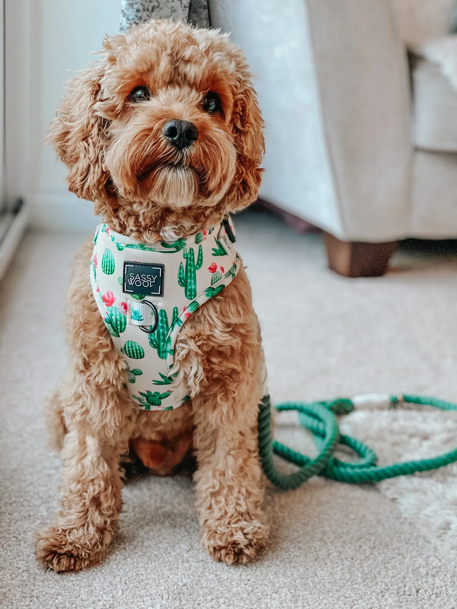 Dog Rope Leash - Amazon