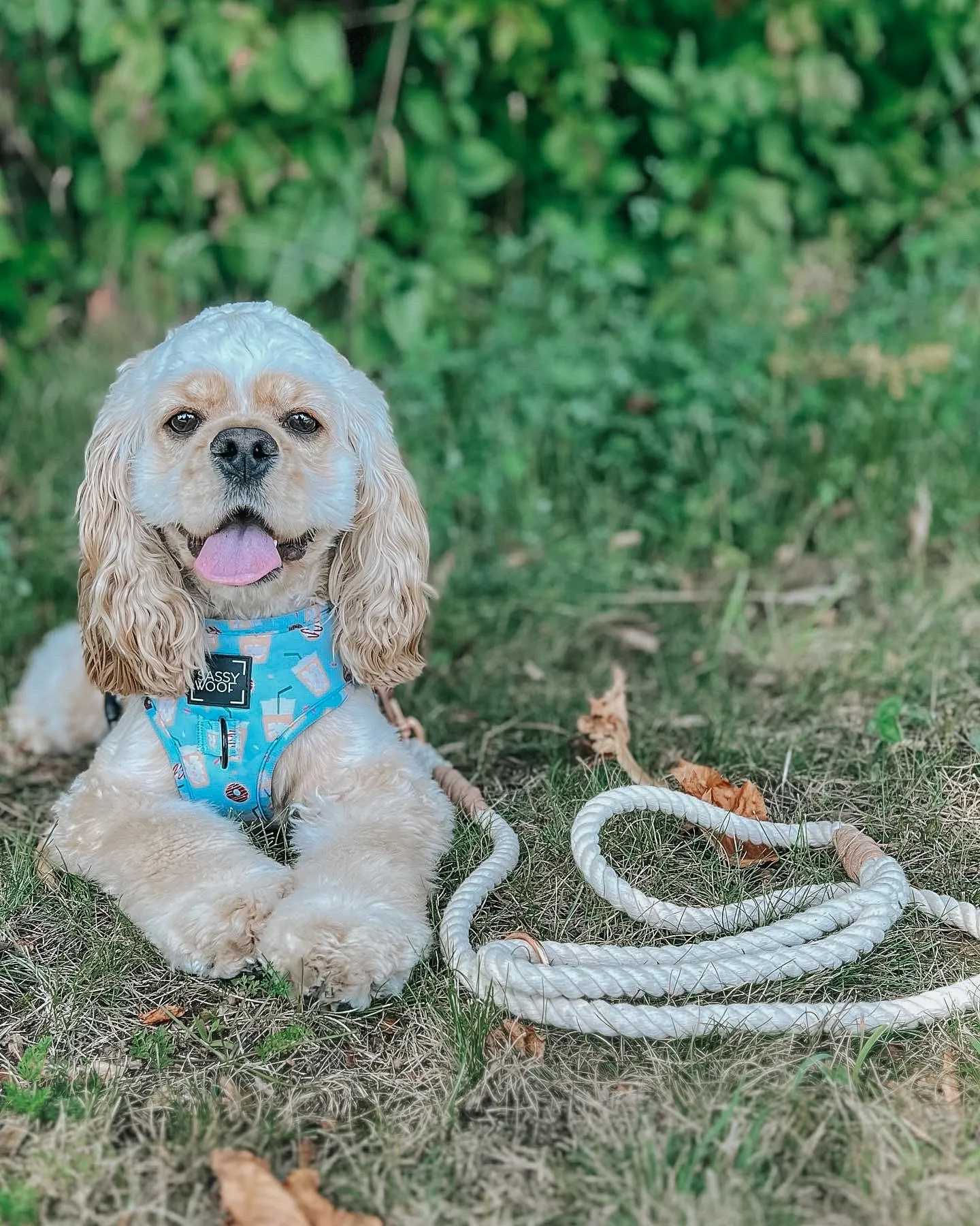 Dog Rope Leash - Dove