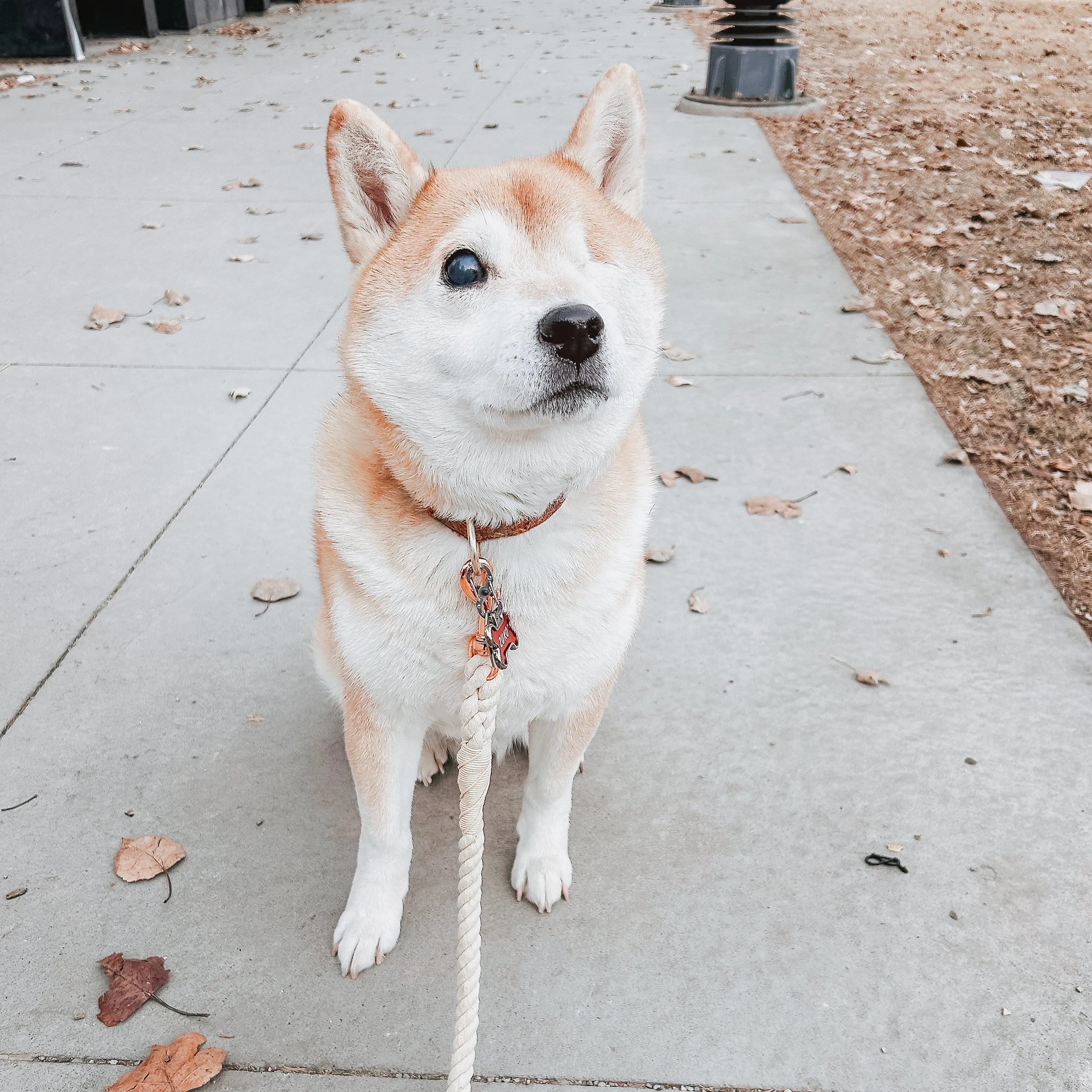 Dog Rope Leash - Dove
