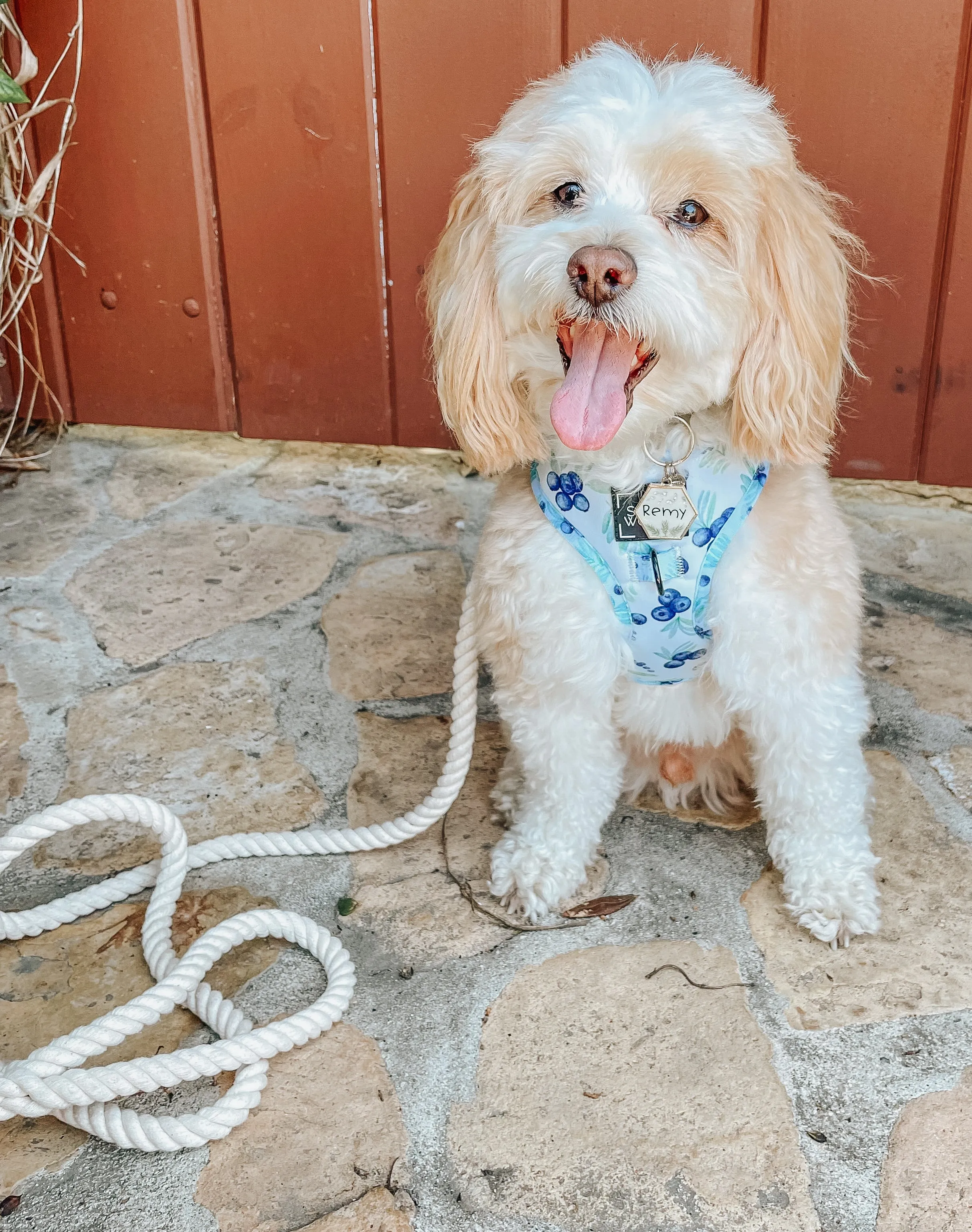 Dog Rope Leash - Dove