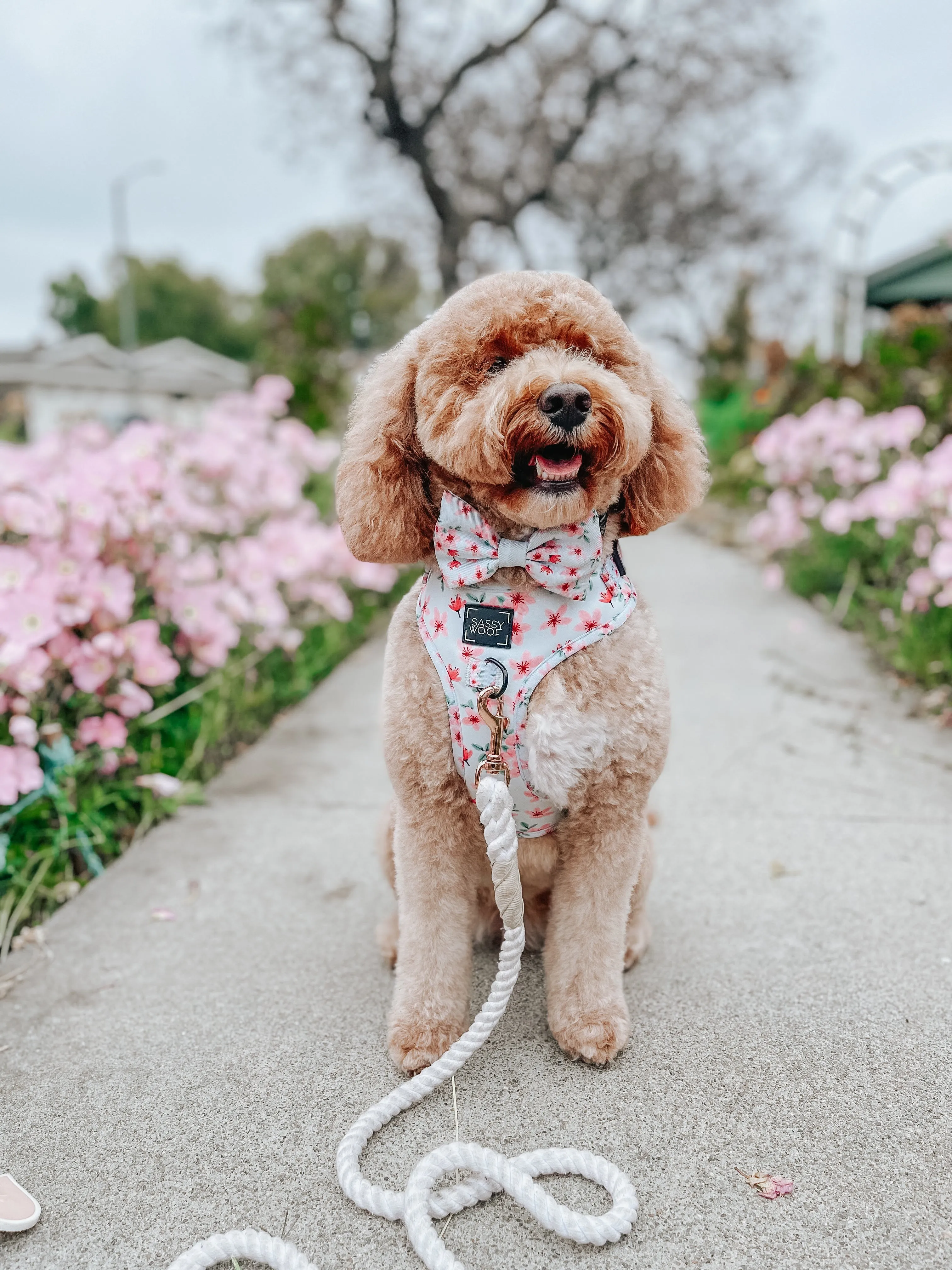 Dog Rope Leash - Dove