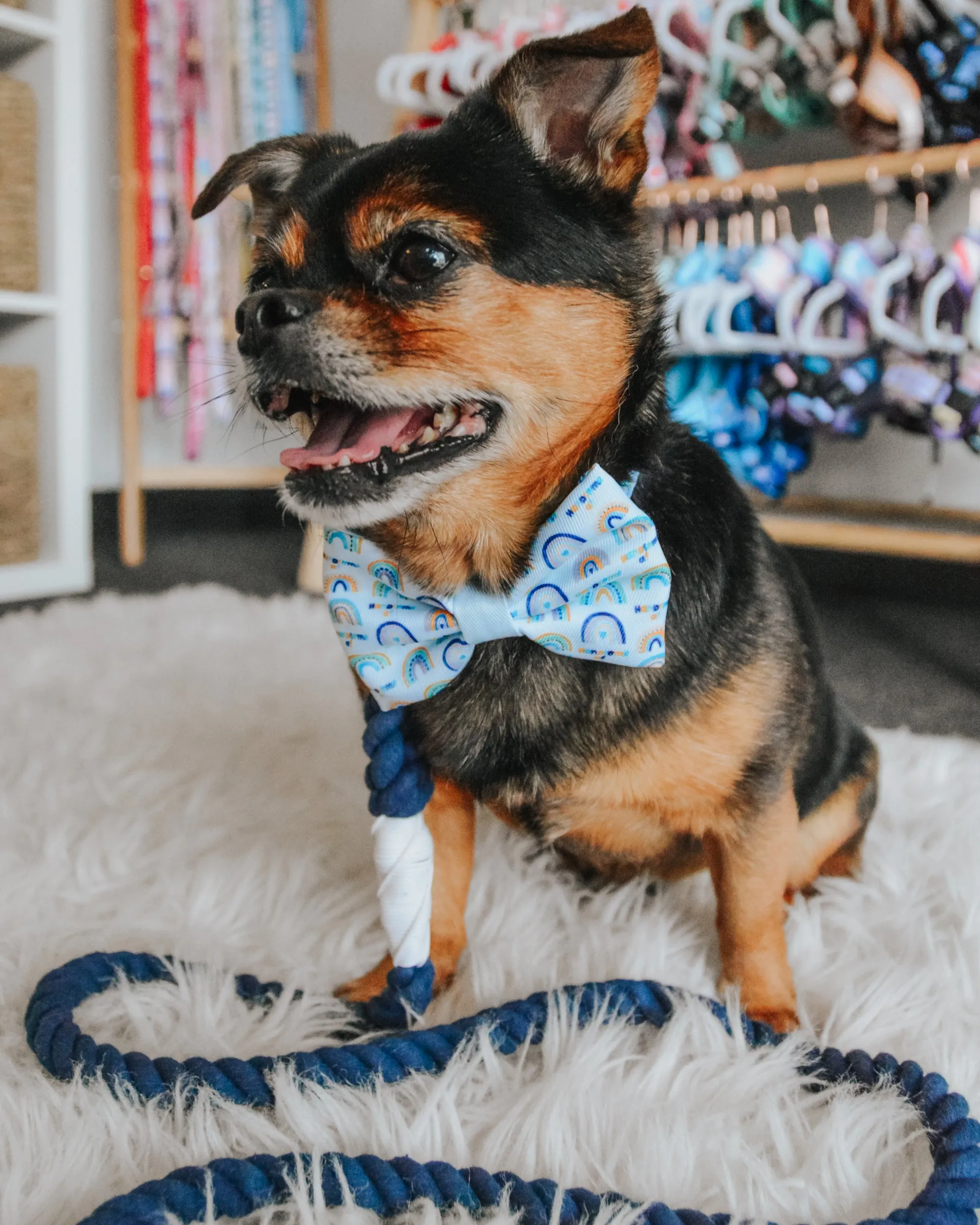 Dog Rope Leash - Nautical