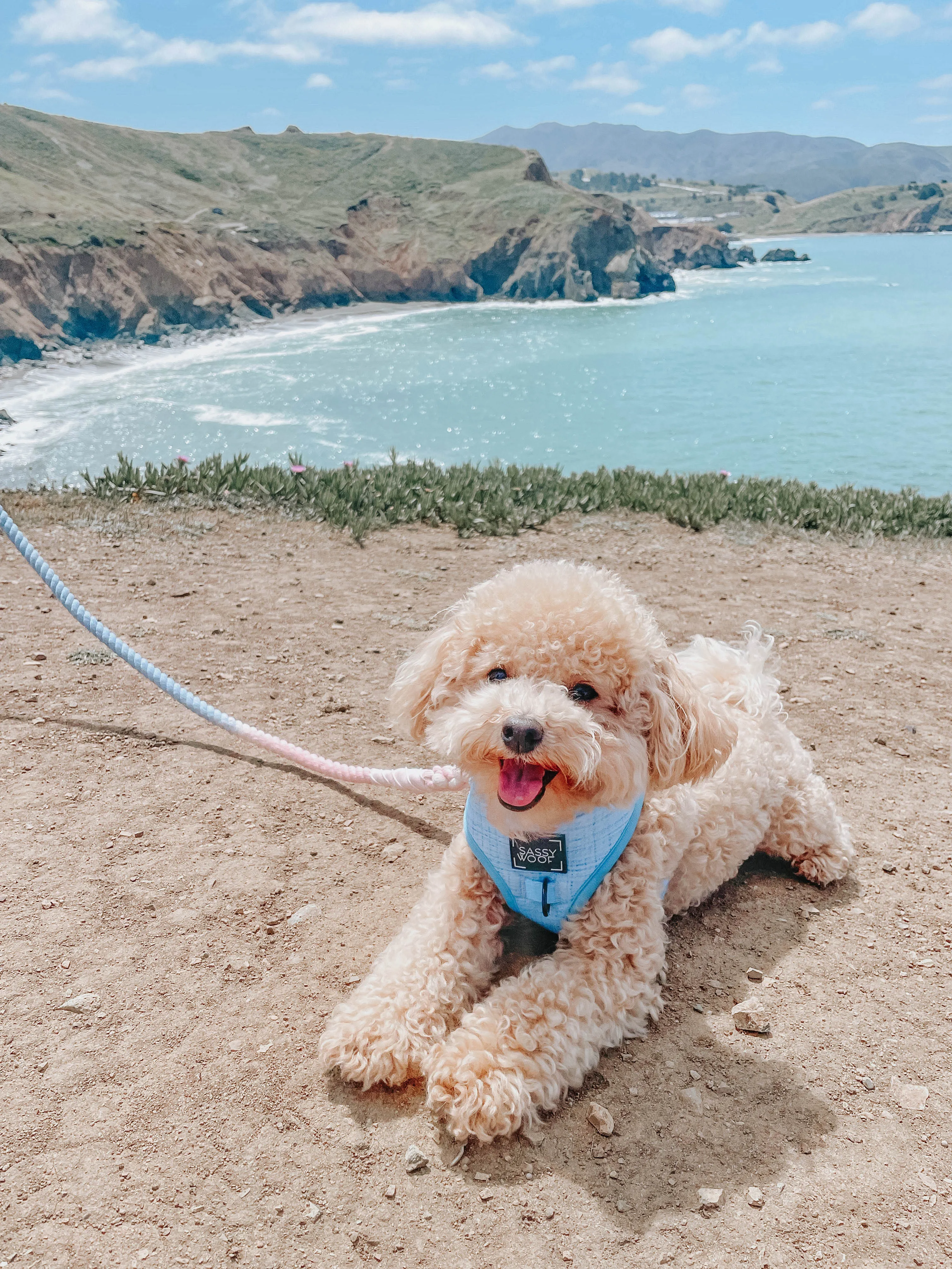 Dog Rope Leash - Peony
